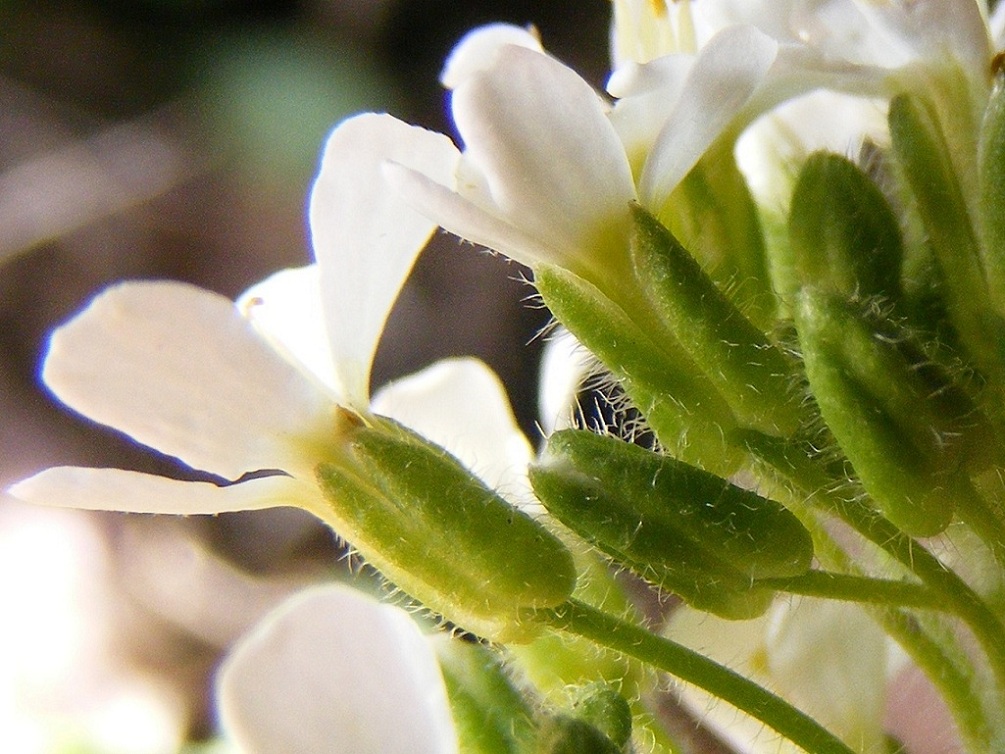 alpina subsp. alpina